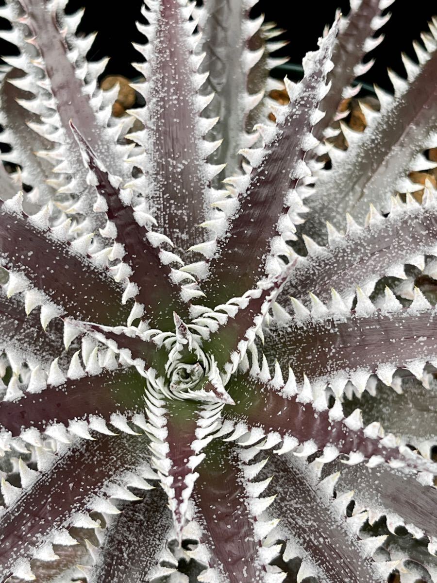 ディッキア Dyckia FBB Bill Baker's hybrid from Bryan Chan