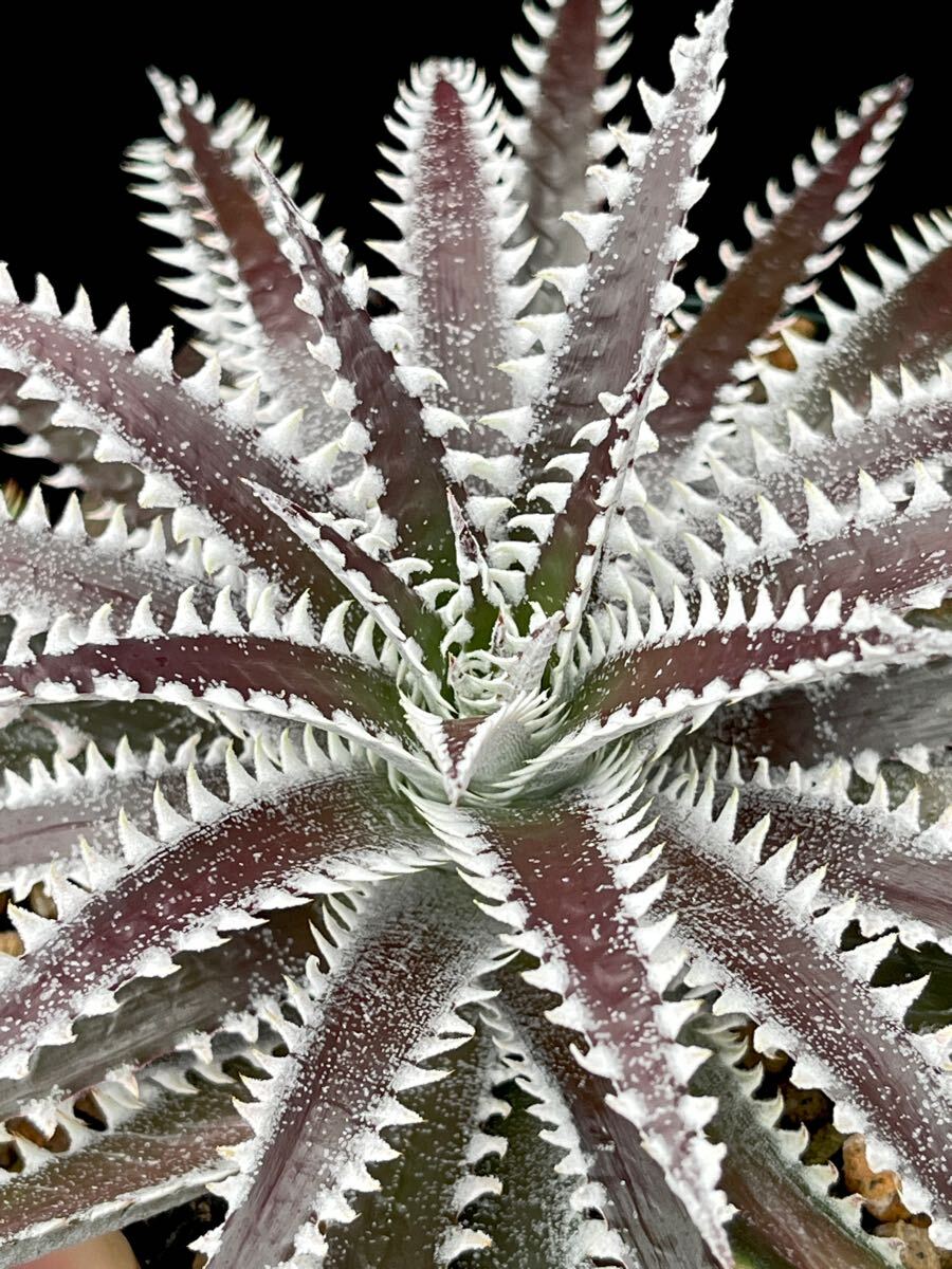 ディッキア Dyckia FBB Bill Baker's hybrid from Bryan Chan