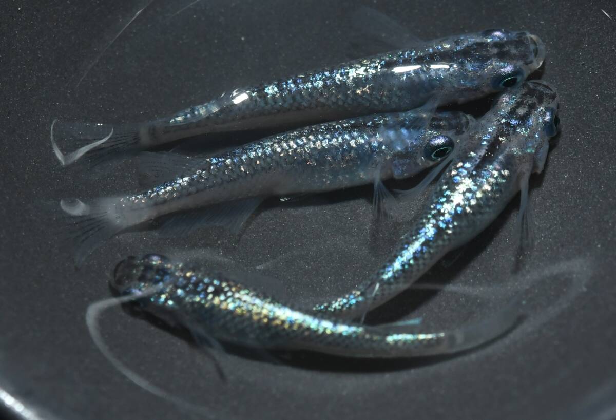 猫飯・心メダカ　コアラメダカ　２ペア　現物　心3_1