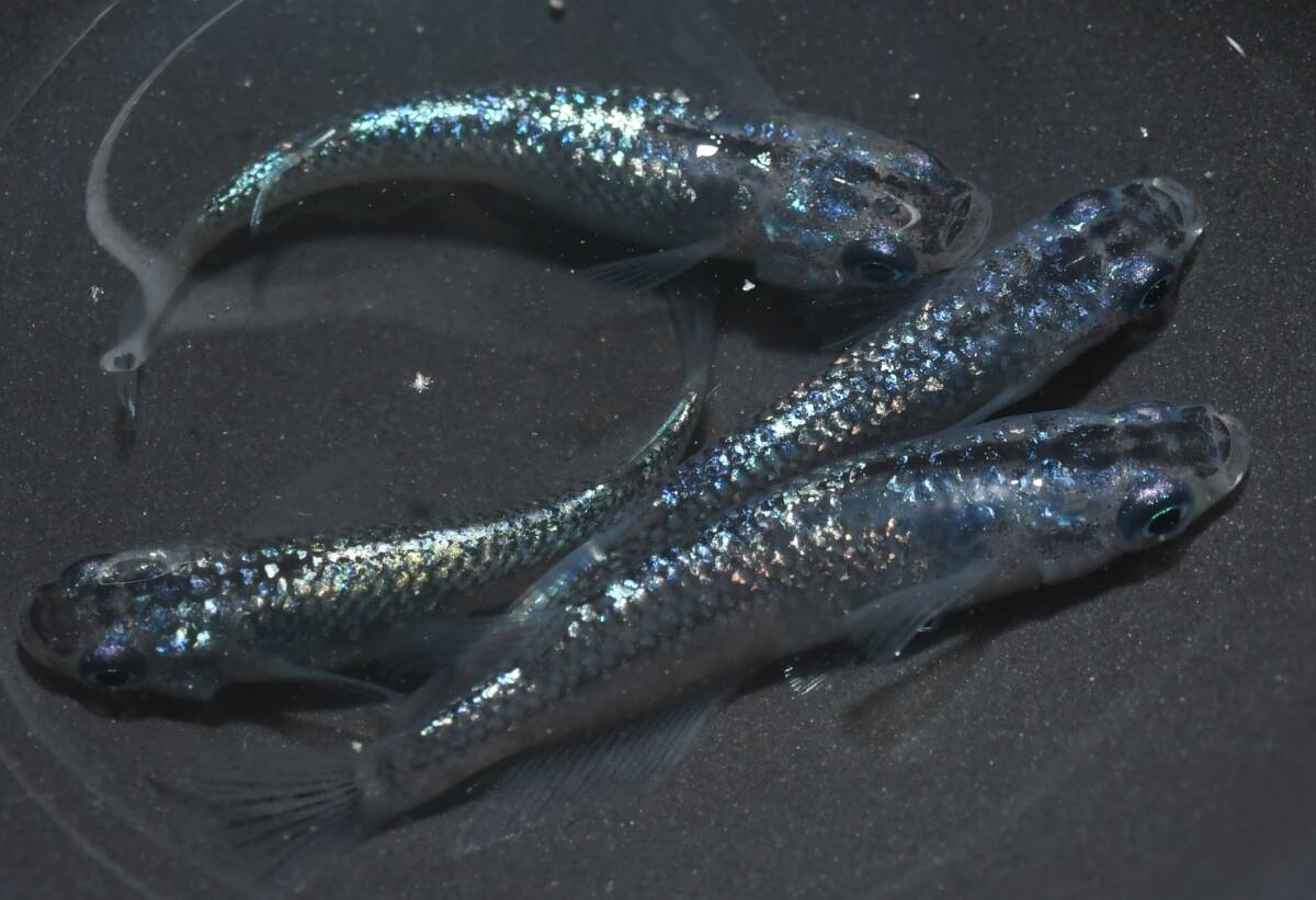 猫飯・心メダカ　コアラメダカ　２ペア　現物　心3_2