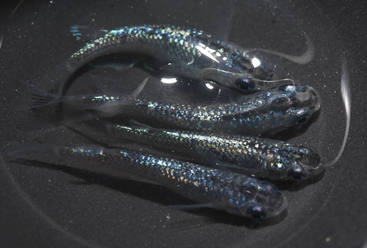 猫飯・心メダカ　コアラメダカ　２ペア　現物　心3_3