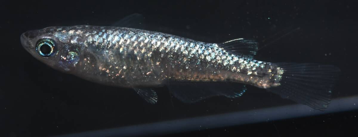 猫飯・心メダカ　コアラメダカ　２ペア　現物　心3_5