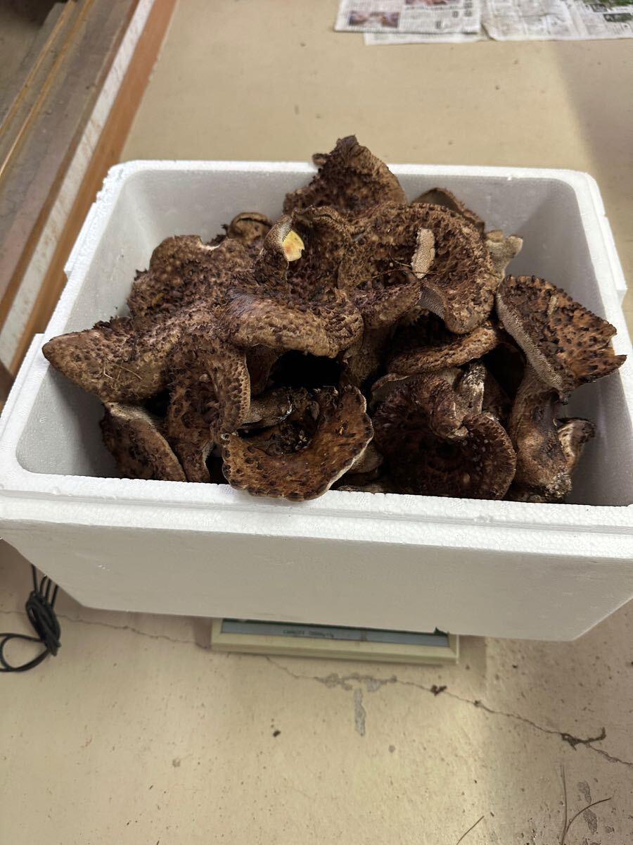 極上 国産 長野県 信州産 香茸 コウタケ 2563g 10月20日採れたて