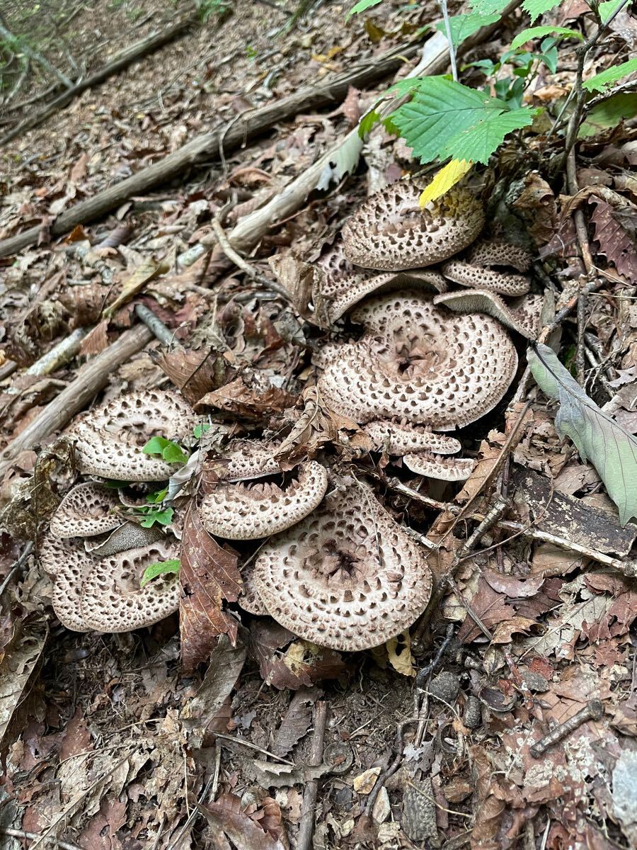 極上 国産 長野県 信州産 香茸 コウタケ 2563g 10月20日採れたて