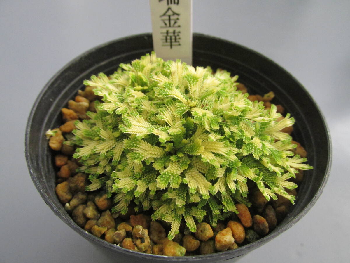 イワヒバ 始めて出来た新品種です。【瑞金華】苗から育ててみませんか