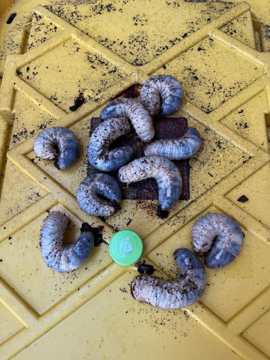 国産カブトムシ幼虫10匹（死着保証＋2匹）送料込み_1