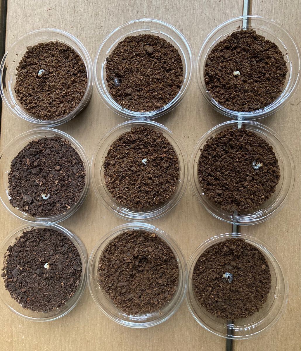 ブルマイ　幼虫9匹　ブルマイスターツヤクワガタ　_1