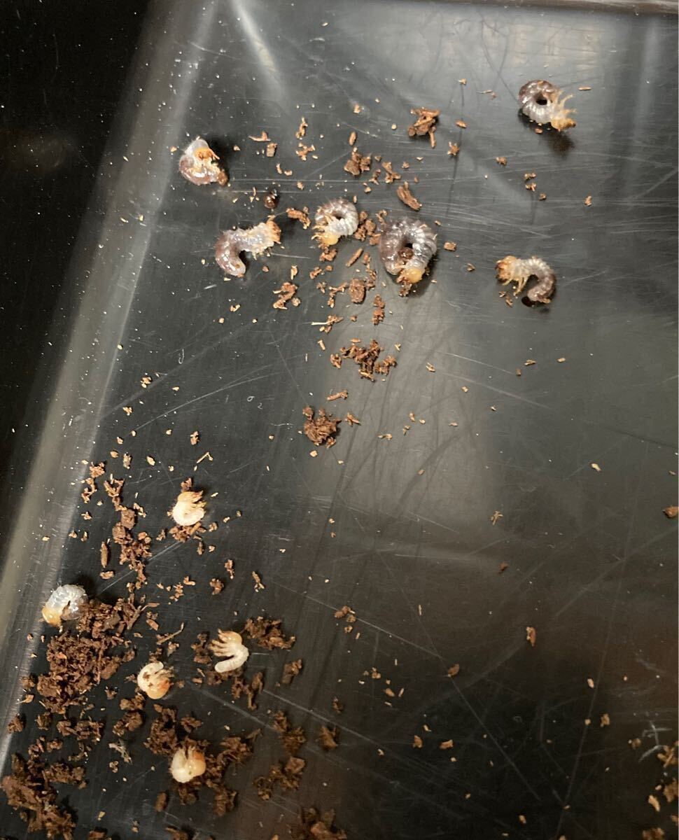 ブルマイ　幼虫9匹　ブルマイスターツヤクワガタ　_2