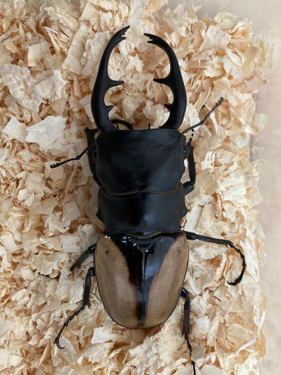 ブルマイ　幼虫9匹　ブルマイスターツヤクワガタ　_3