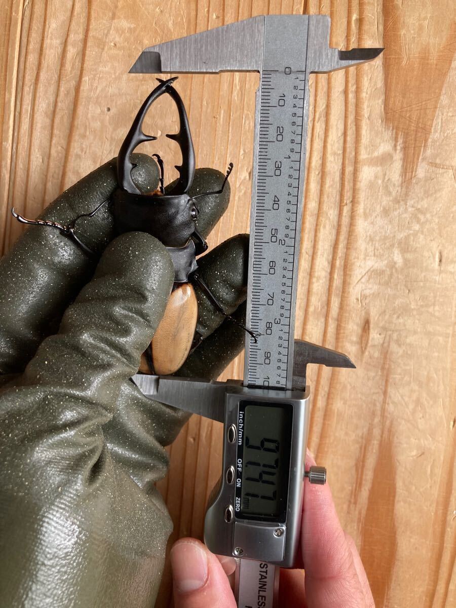 ブルマイ　幼虫9匹　ブルマイスターツヤクワガタ　_4