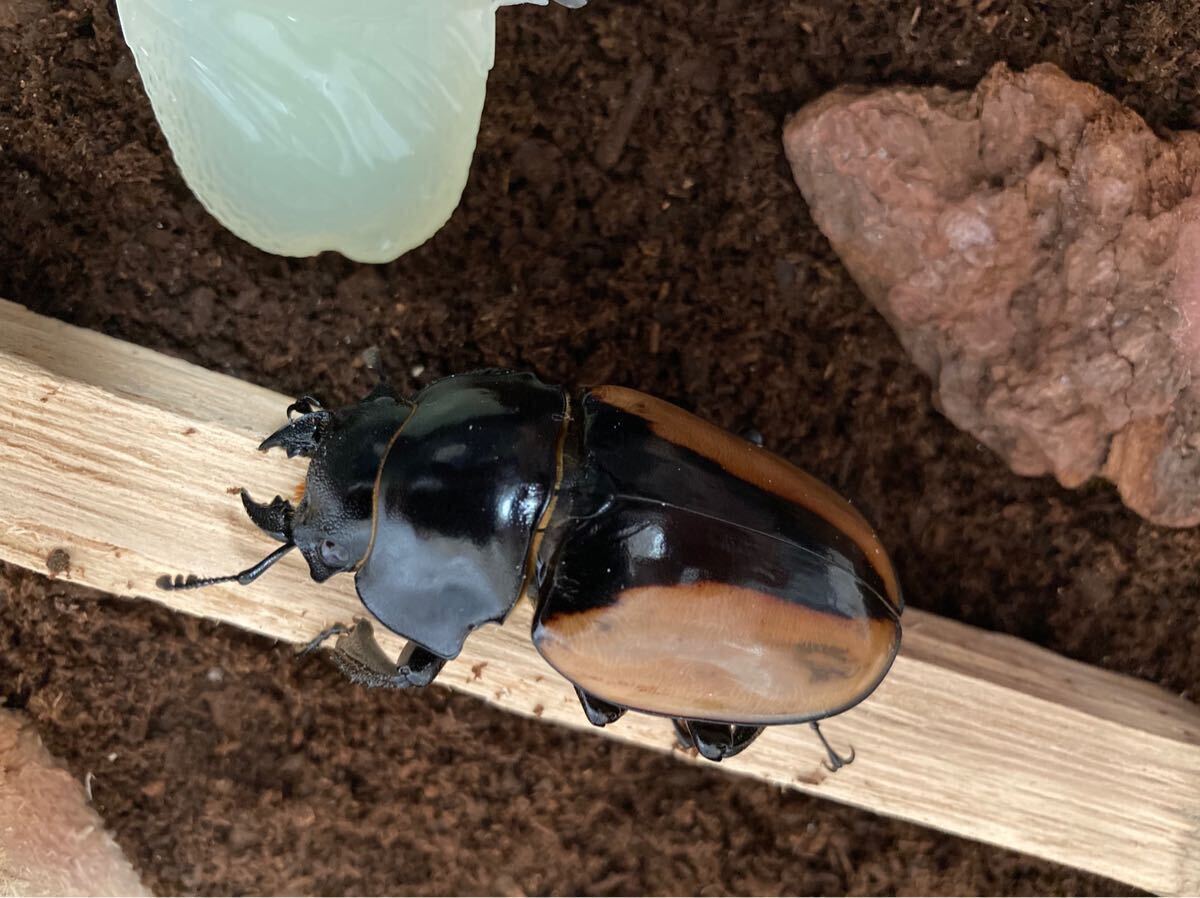 ブルマイ　幼虫9匹　ブルマイスターツヤクワガタ　_5