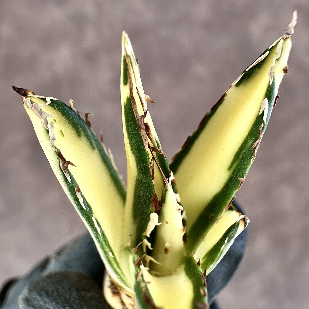 Lj_plants A58 多肉植物 アガベ ダルマ笹の雪錦 極上斑入り 乳白中斑 S 
