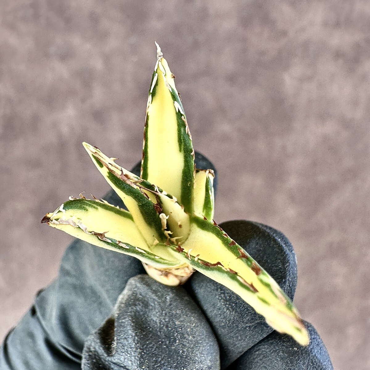 Lj_plants A58 多肉植物 アガベ ダルマ笹の雪錦 極上斑入り 乳白中斑 S 