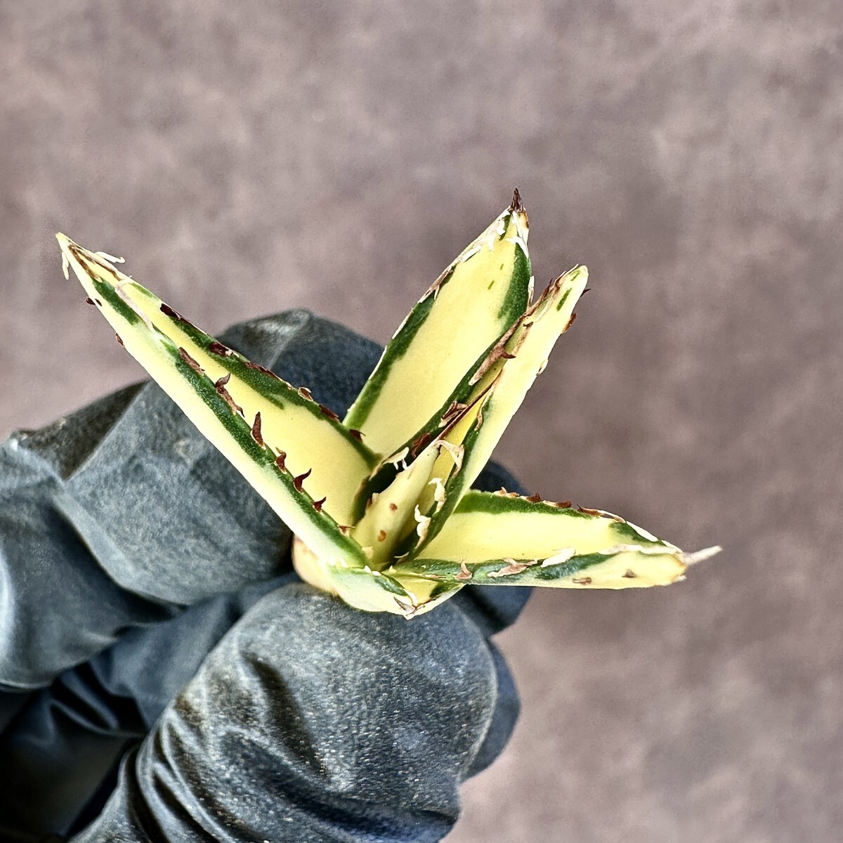 Lj_plants A58 多肉植物 アガベ ダルマ笹の雪錦 極上斑入り 乳白中斑 S 