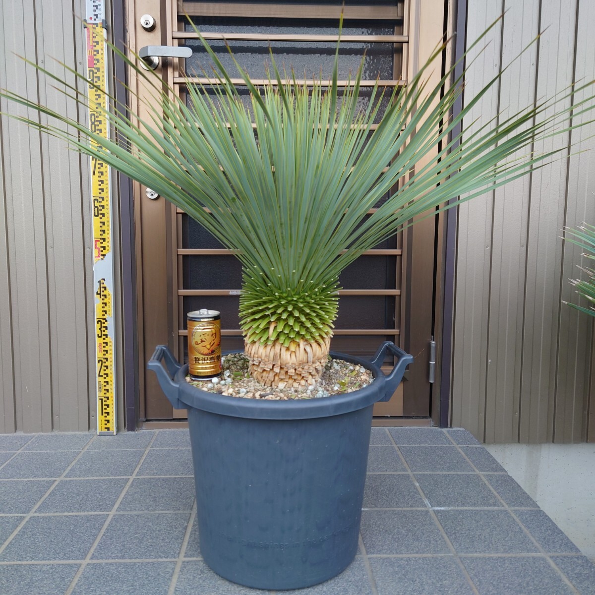 ロストラータ ユッカ ドライ ドライガーデン ワイルドな観葉植物 