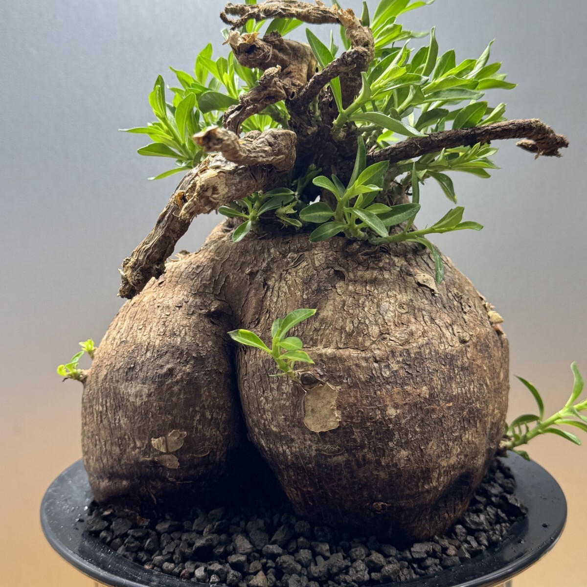 ゑ.19 パキポディウム ビスピノーサム / Pachypodium bispinosum 現地