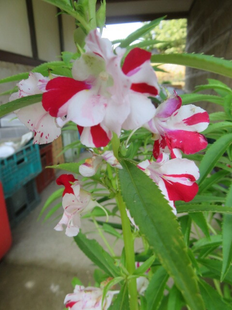 山野草　B　種子　★希少★　赤白絞り咲き　鳳仙花（ホウセンカ）　画像の種子全部の出品　　園芸品種ではありません_1