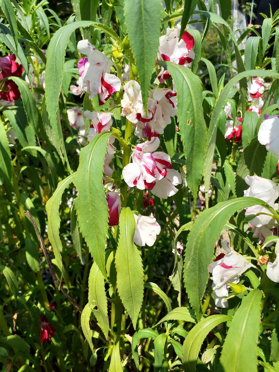 山野草　B　種子　★希少★　赤白絞り咲き　鳳仙花（ホウセンカ）　画像の種子全部の出品　　園芸品種ではありません_2