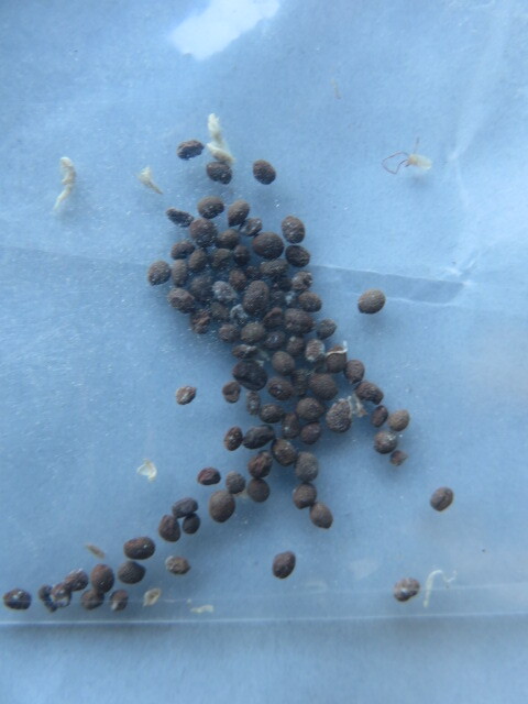 山野草　B　種子　★希少★　赤白絞り咲き　鳳仙花（ホウセンカ）　画像の種子全部の出品　　園芸品種ではありません_3