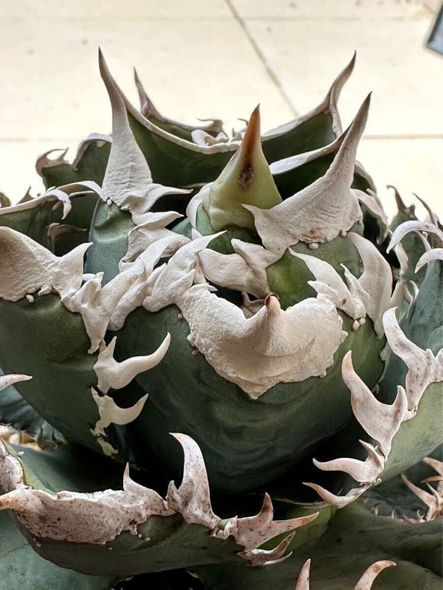 ivory W.A 子株出品 agave titanota 鉢付き 72 【公式通販】