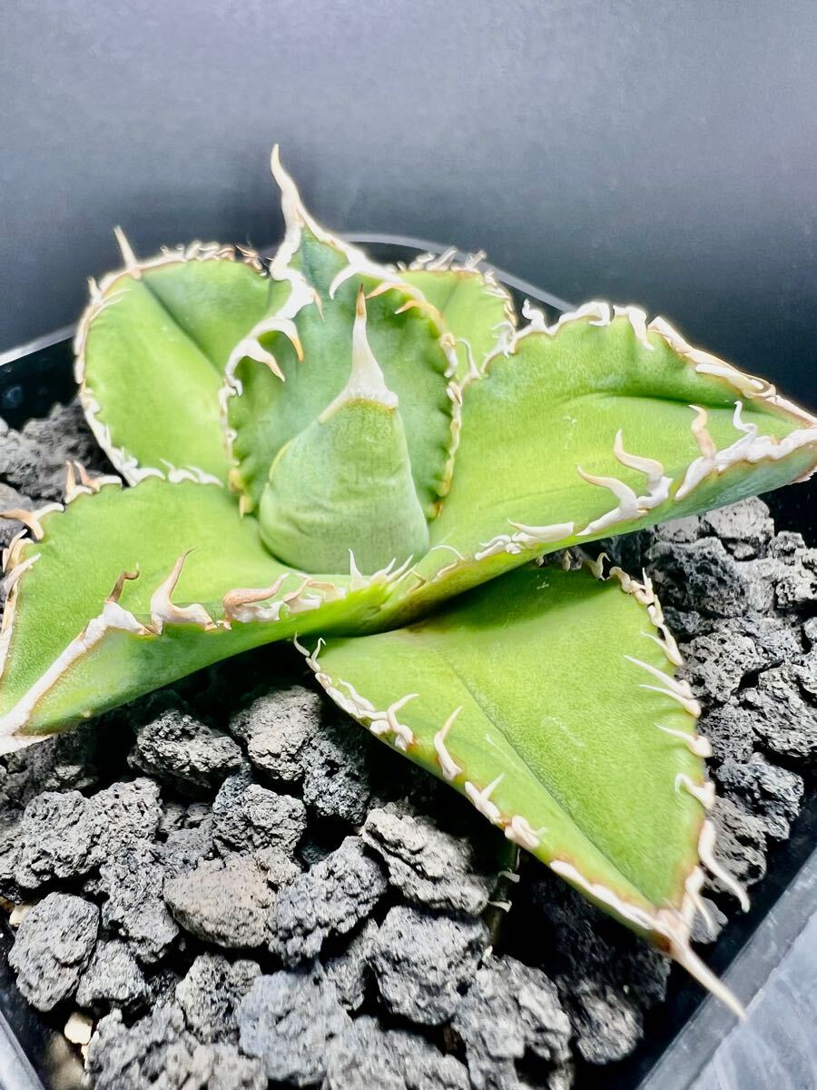 ivory W.A 子株出品 agave titanota 鉢付き 72 【公式通販】