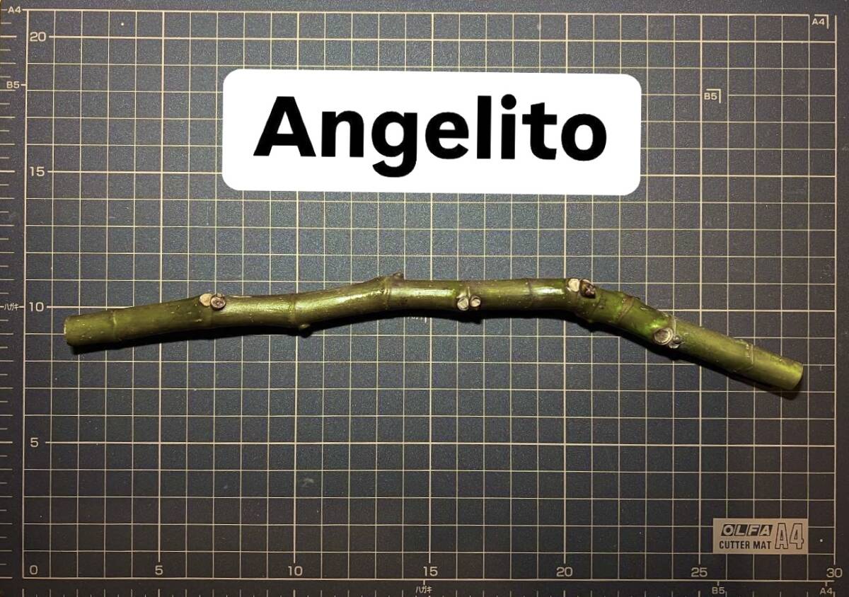 ④いちじく苗 Angelito Angelito イチジク 穂木 輸入分ラスト ① Angelito fig (アンジェリト