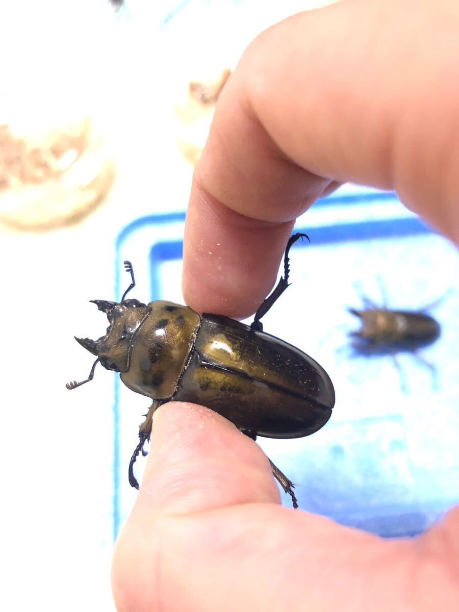 ババオウゴンオニクワガタ トリオ ♂2匹 ♀1匹 成虫 【公式通販】