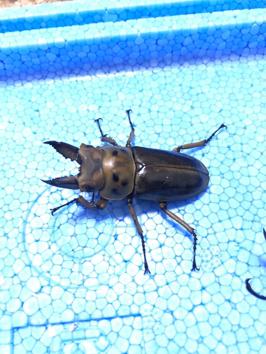 ババオウゴンオニクワガタ トリオ ♂2匹 ♀1匹 成虫 【公式通販】