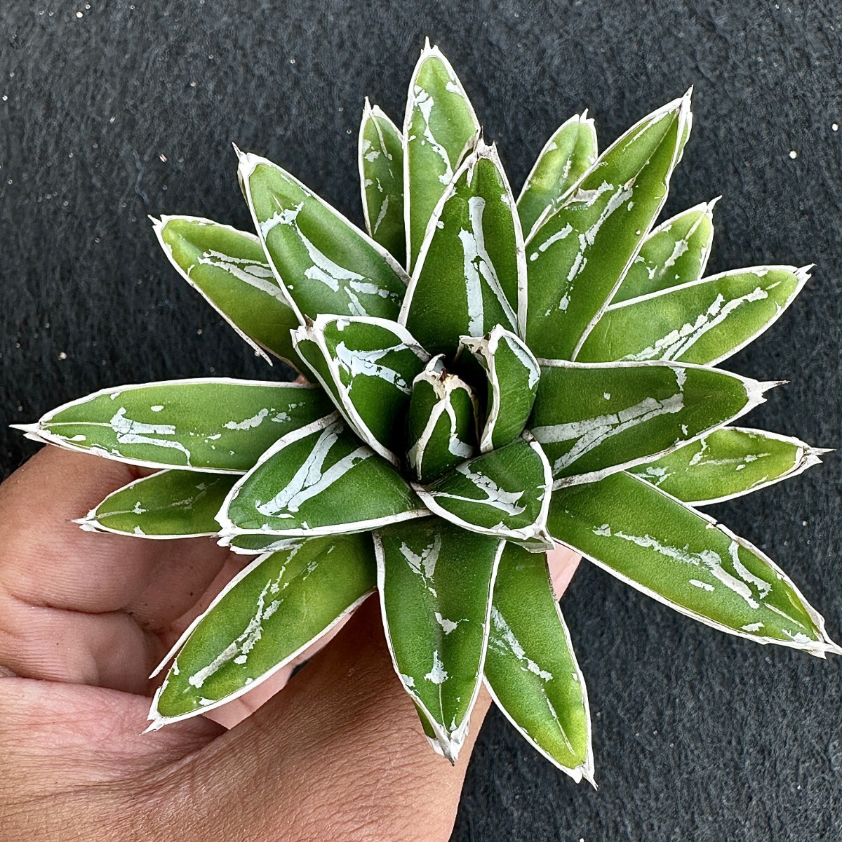 Lj_plants Z373 アガベ 多肉植物 児玉笹の雪 特濃白 極上株 【公式通販】