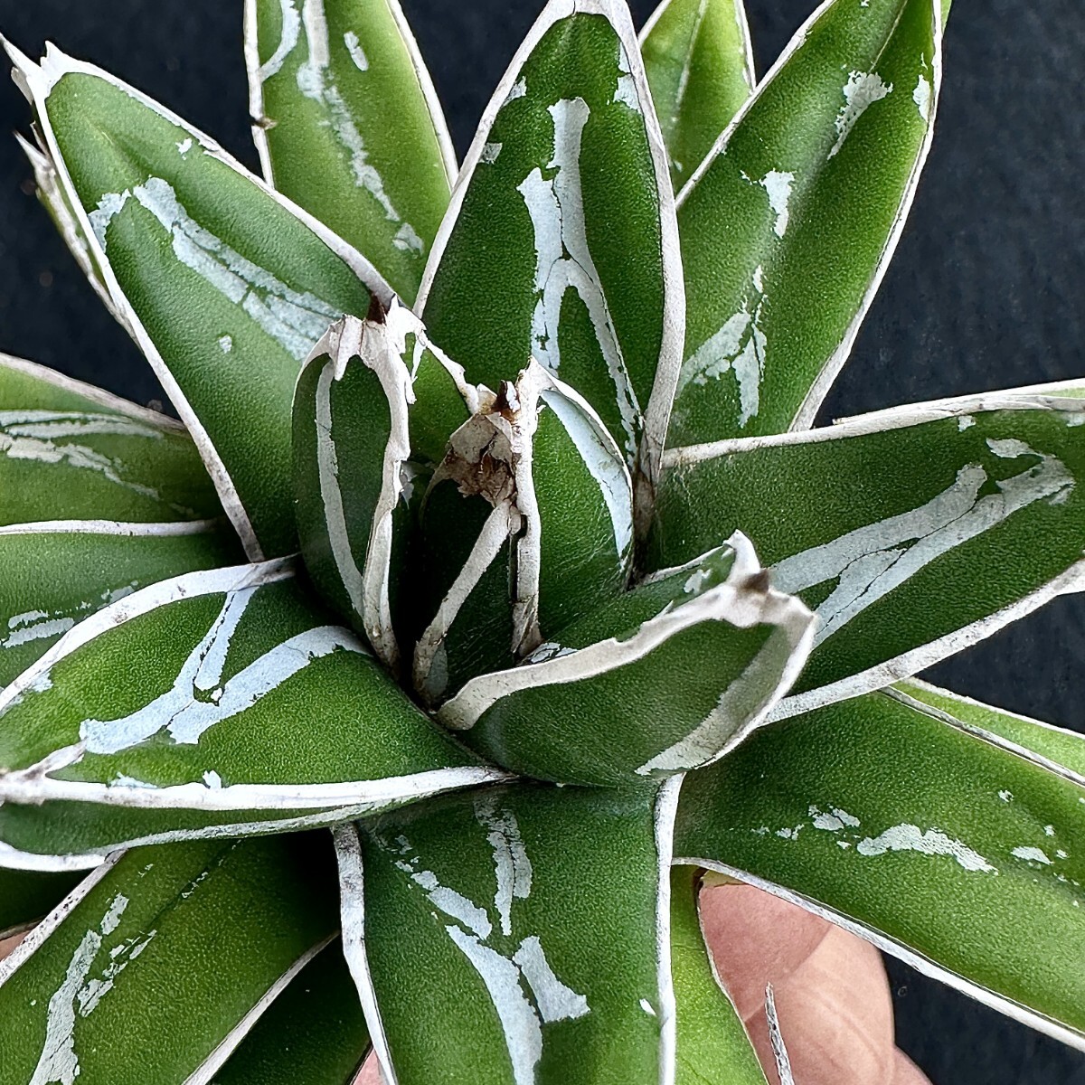 Lj_plants Z373 アガベ 多肉植物 児玉笹の雪 特濃白 極上株 【公式通販】