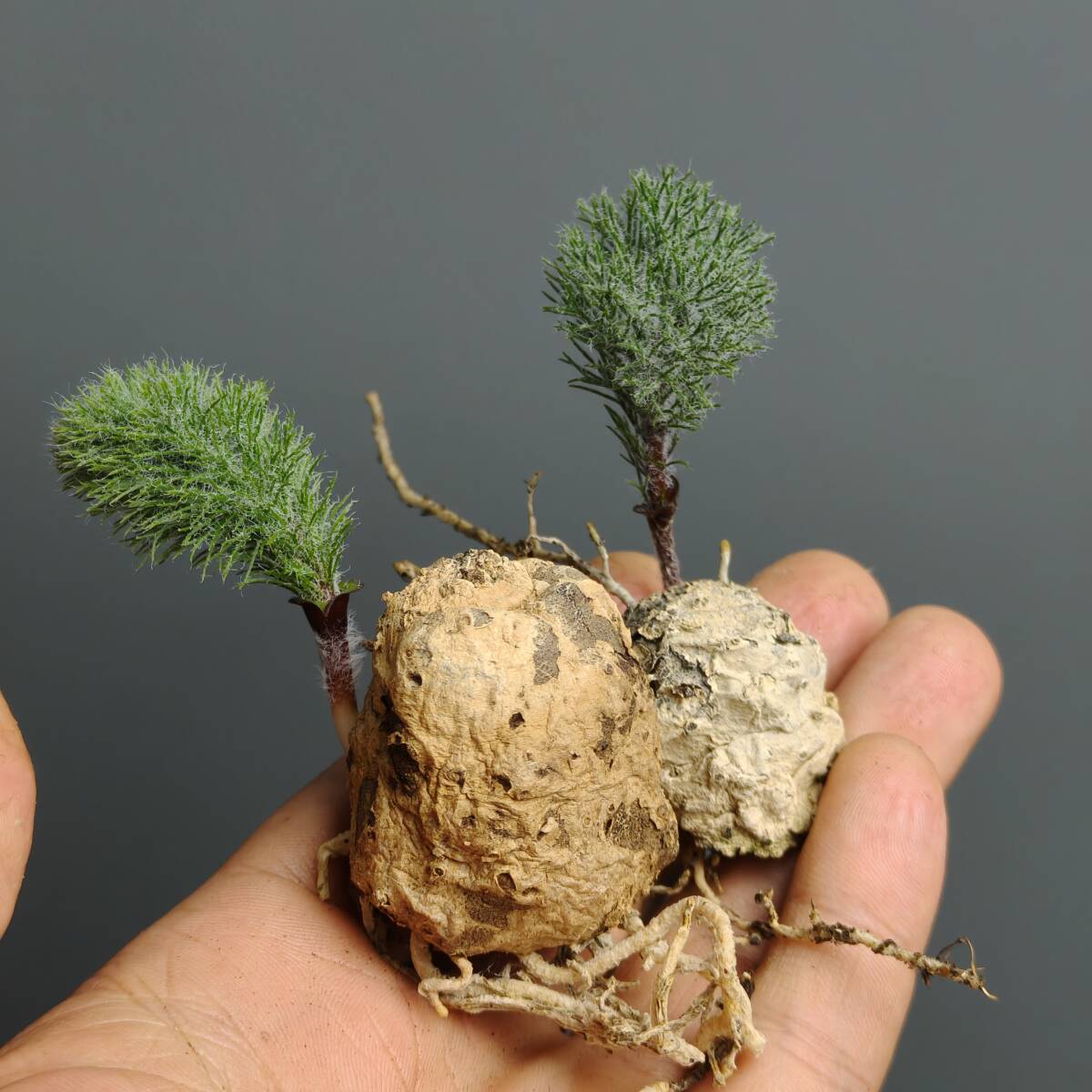 爆買い，大人気 龍園觀 No.1145 特選 塊根植物 霧氷玉 輸入株 Eriospermum paradoxum エリオスペルマム パラドクサム 2株(アガベ)｜売買されたオークション情報、yahooの商品情報をアーカイブ公開 - オークファン アガベ