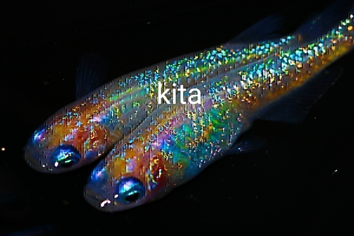 ★北ためだか★ おまけ付き！極上ピンクサファイアめだか！稚魚10匹！死着保証ありオランジェ　　レックウザ_1