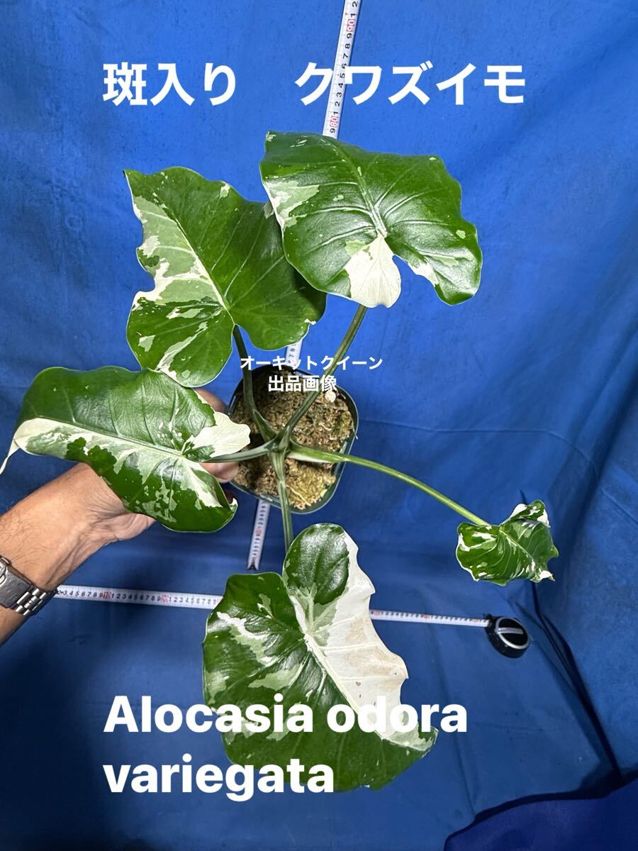 ヤ117 斑入り クワズイモ Alocasia odora variegata 特上斑入り株良い