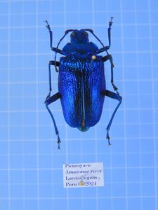 ウスバカミキリの値段と価格推移は？｜43件の売買データからウスバ