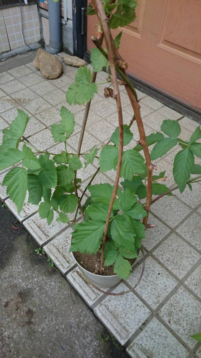 送料無料！　限定！　ブラックベリー大苗　お得な２株セット（抜き苗）　※オマケの種つき　※育て方マニュアルお付けします ブラックベリー大苗 送料無料 お得な２株セット（抜き苗） 限定！ 送料無料！ 小果樹