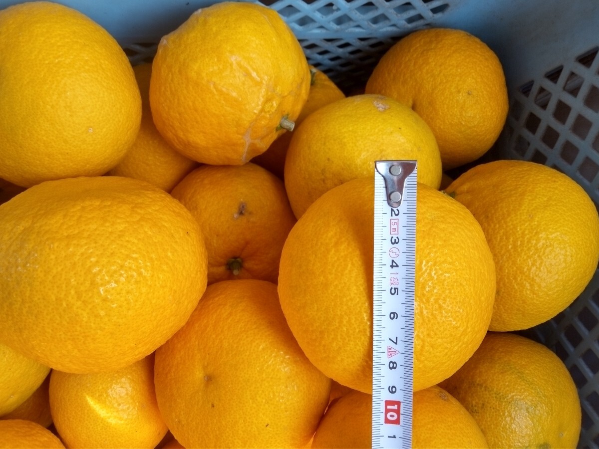 夏みかん5キロ_1