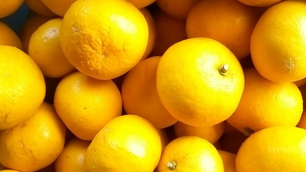 夏みかん5キロ_2