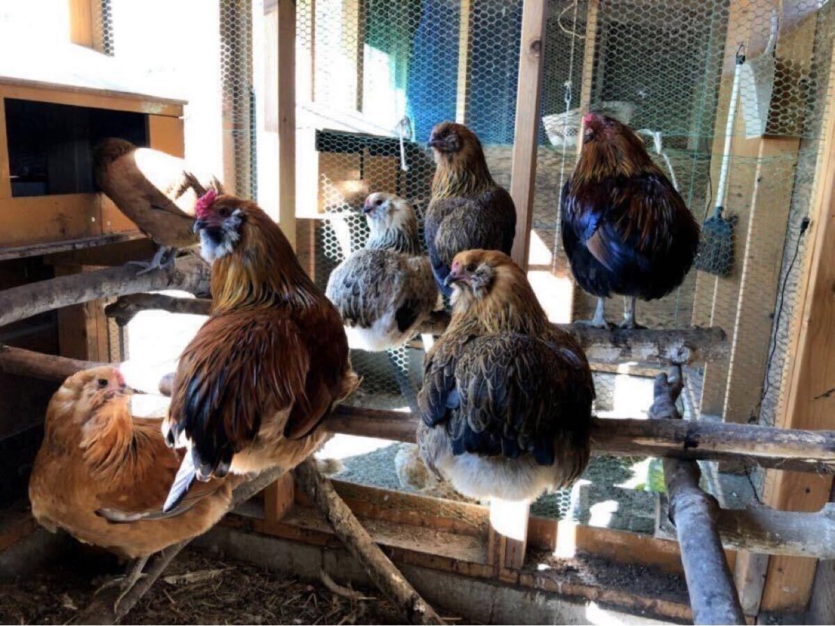 無尾系 アローカナ 有精卵 ６個　★食用★_1