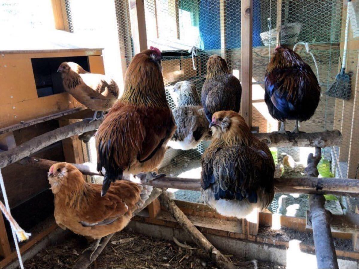 無尾系 アローカナ 有精卵 ６個　★食用★_2