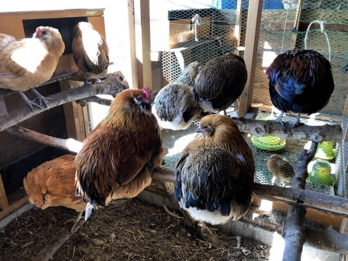 無尾系 アローカナ 有精卵 ６個　★食用★_3