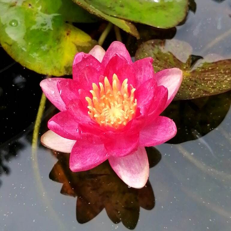 アンドレアナ 2株まとめ売り【耐寒性 温帯スイレン】/ 睡蓮 苗 水生植物 A3_1