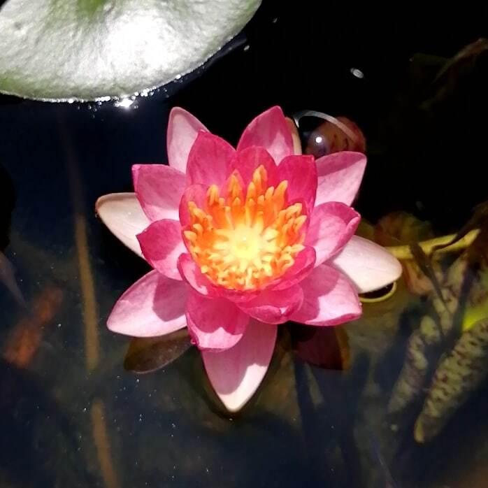 アンドレアナ 2株まとめ売り【耐寒性 温帯スイレン】/ 睡蓮 苗 水生植物 A3_2