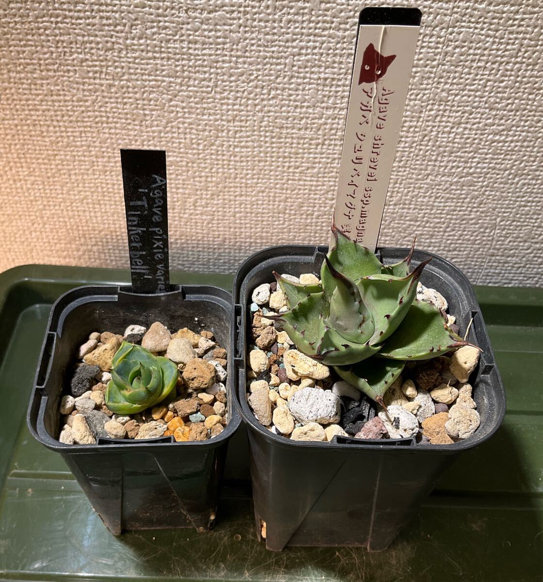 アガベ シュリベイマグナ実生、ピクシー錦（ティンカーベル）セット_1