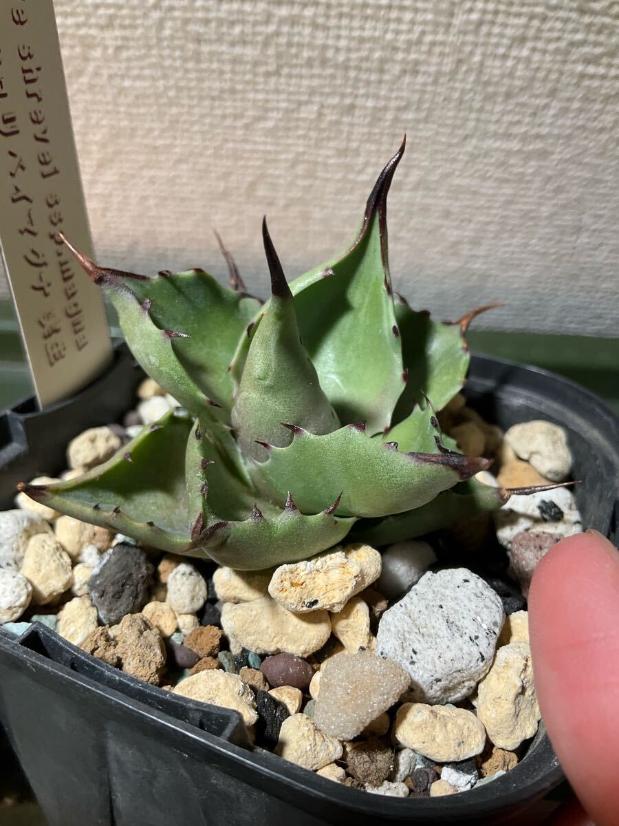 アガベ シュリベイマグナ実生、ピクシー錦（ティンカーベル）セット_3