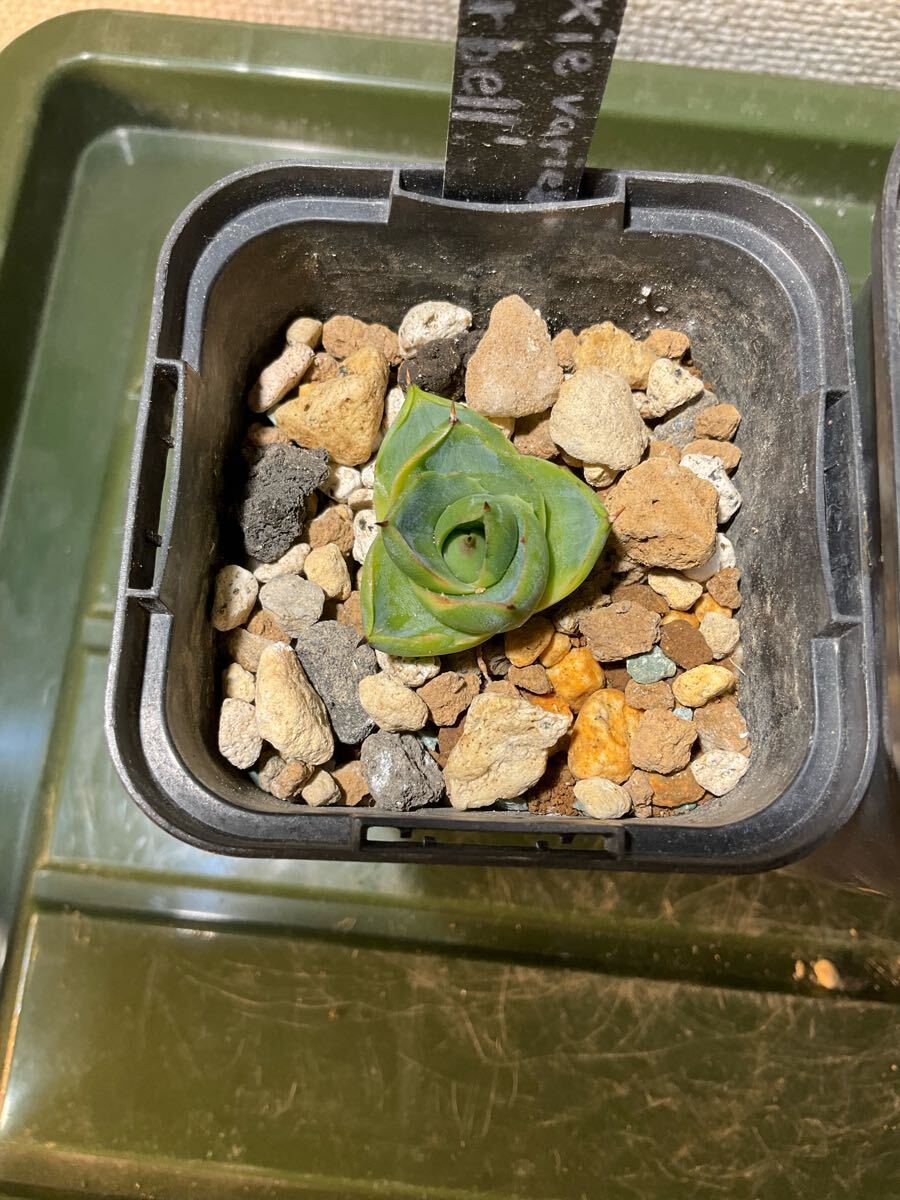 アガベ シュリベイマグナ実生、ピクシー錦（ティンカーベル）セット_4