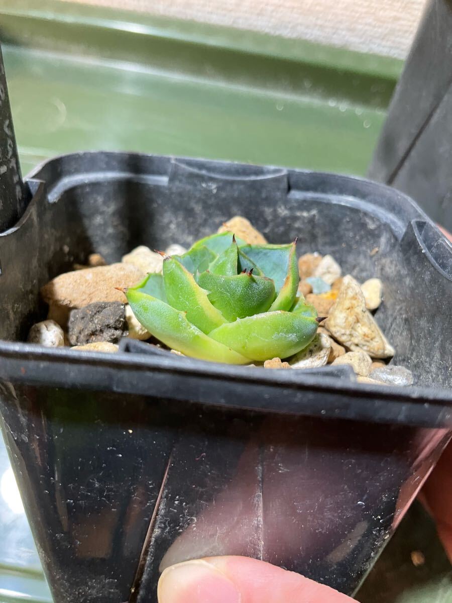 アガベ シュリベイマグナ実生、ピクシー錦（ティンカーベル）セット_5