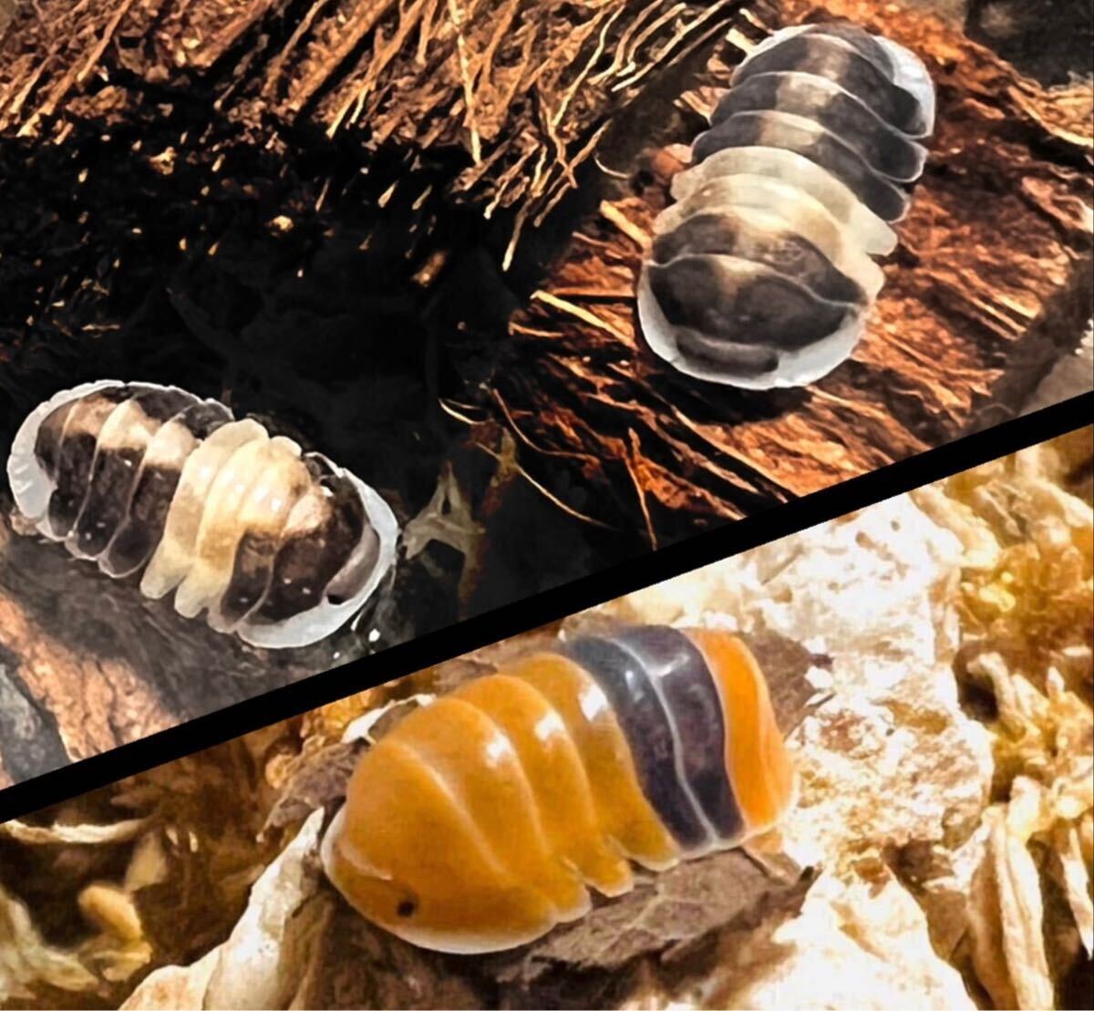 【夏SALE！値下げ】カプチ6匹&アンバ20匹　2種セット　カプチーノ　アンバーダッキー　ゆうパック　送料無料　ダンゴムシ_1