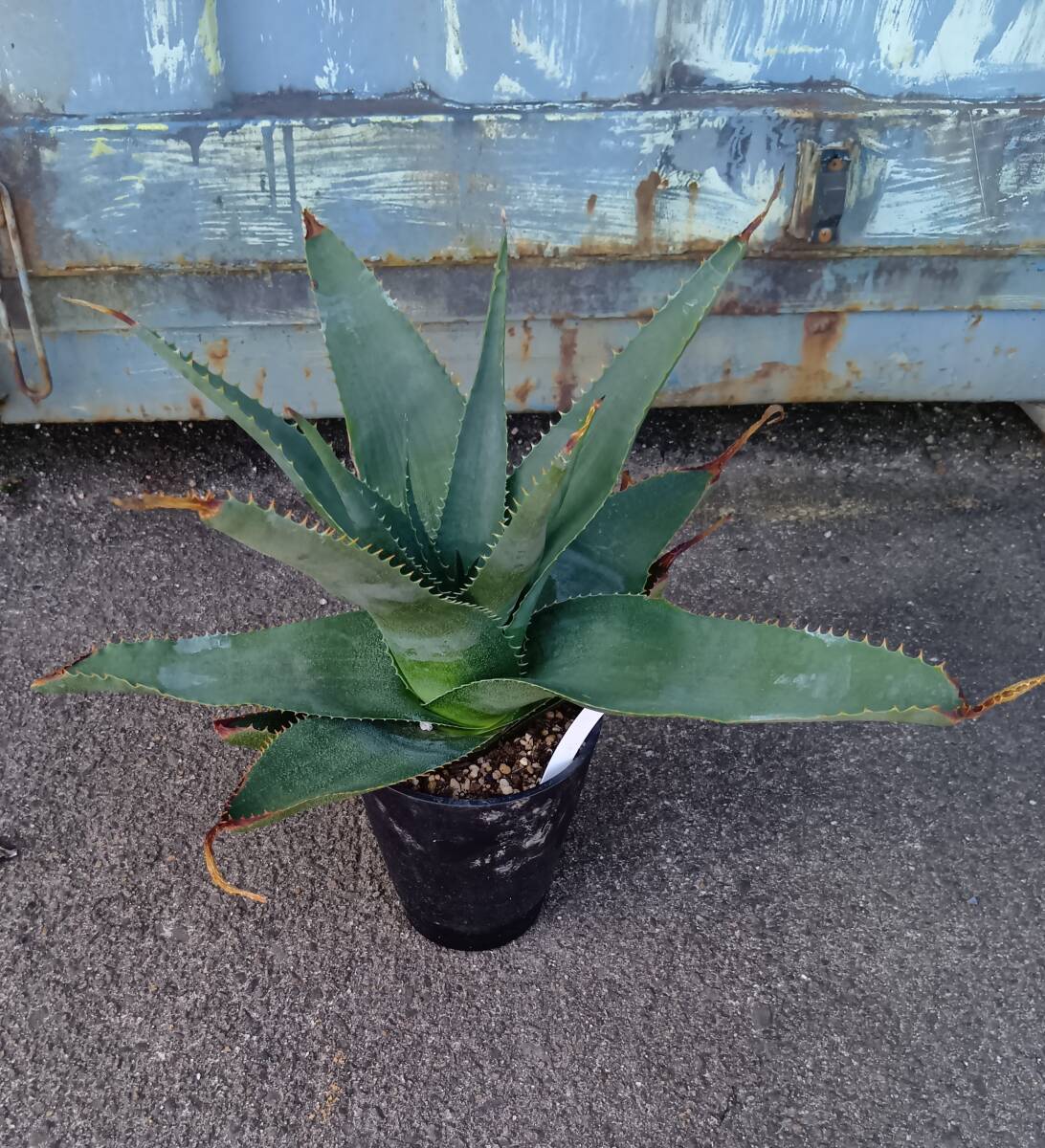 Aloe thorncroftii アロエ ソーンクロフティ 鮫肌アロエ(アロエ)｜売買