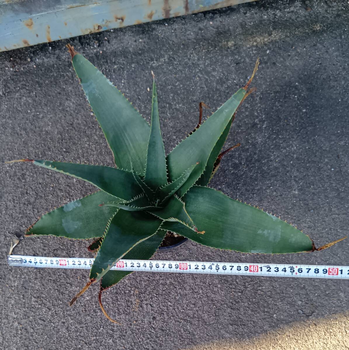 Aloe thorncroftii アロエ ソーンクロフティ 鮫肌アロエ(アロエ)｜売買