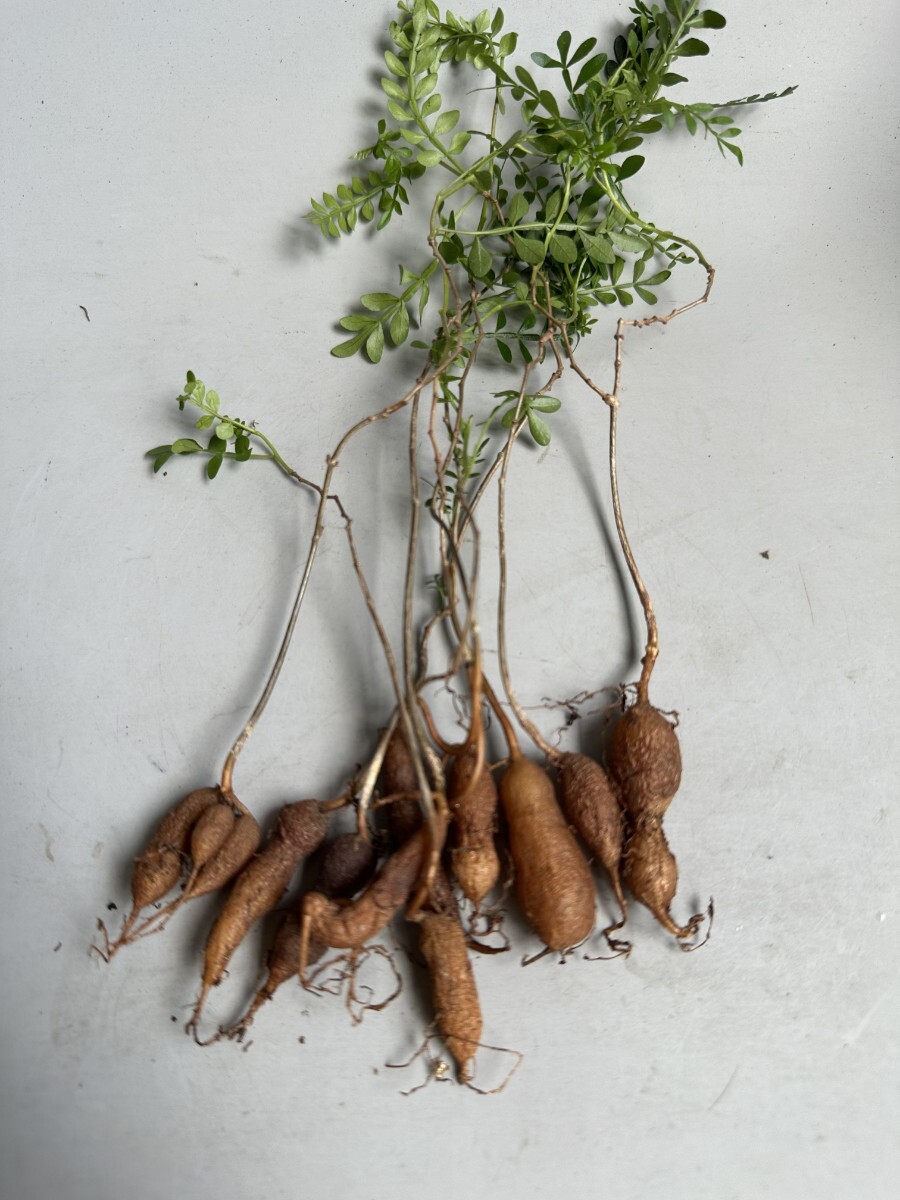2210】塊根植物 オペルクリカリア　パキプス Operculicarya pachypus 実生 10株同梱_1